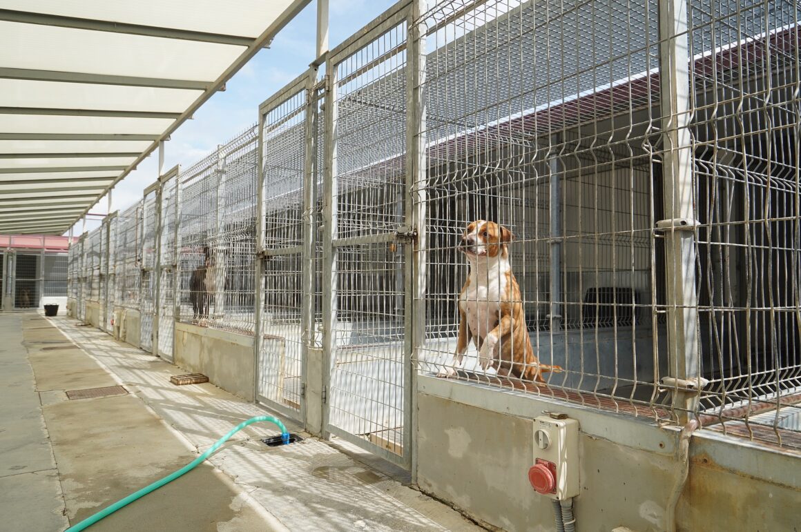 Subvenciones destinadas a entidades de protección animal.