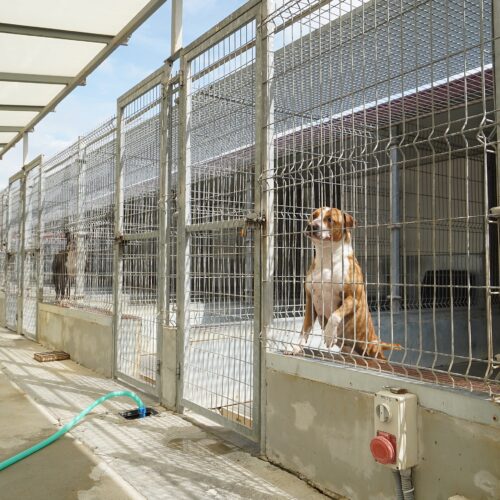 Subvenciones destinadas a entidades de protección animal.