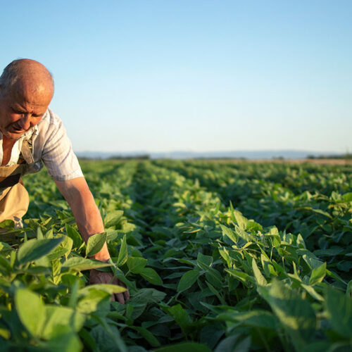 Subvenciones urgentes de apoyo al sector agrario por causa de la sequía.