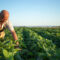 Subvenciones urgentes de apoyo al sector agrario por causa de la sequía.